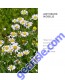 Bulgarian Chamomile Water Anthemis Nobilis 120ml Alteya Organics flowers
