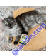 NOW Pet Health, Omega 3 Supplement, Formulated for Cats & Dogs, 180 Softgels lifestyle image